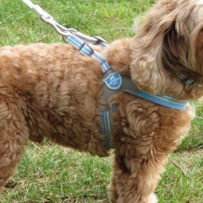 Blue Stripe Dog Harness