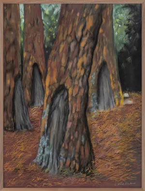 Pine Forest