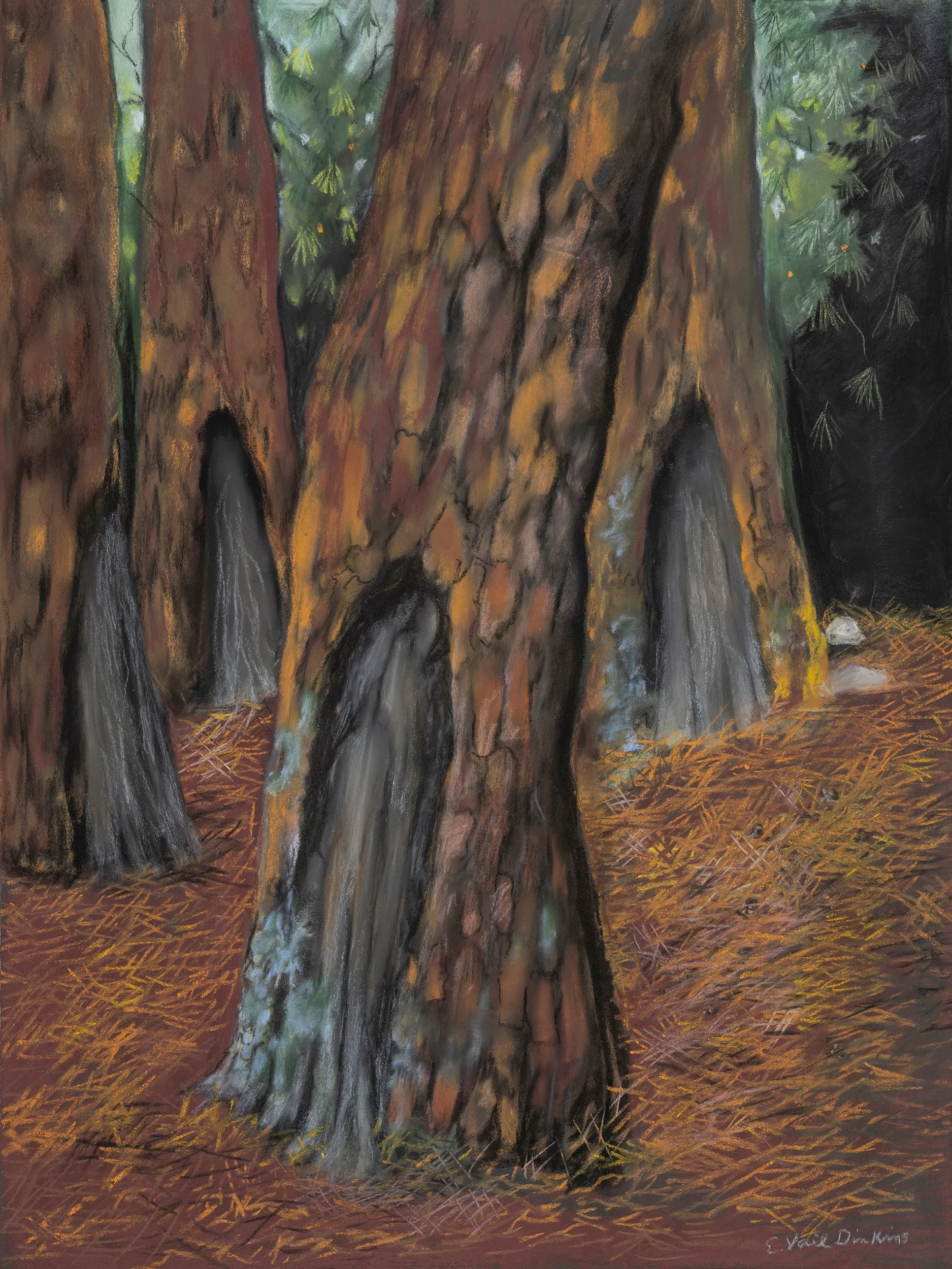 Pine Forest