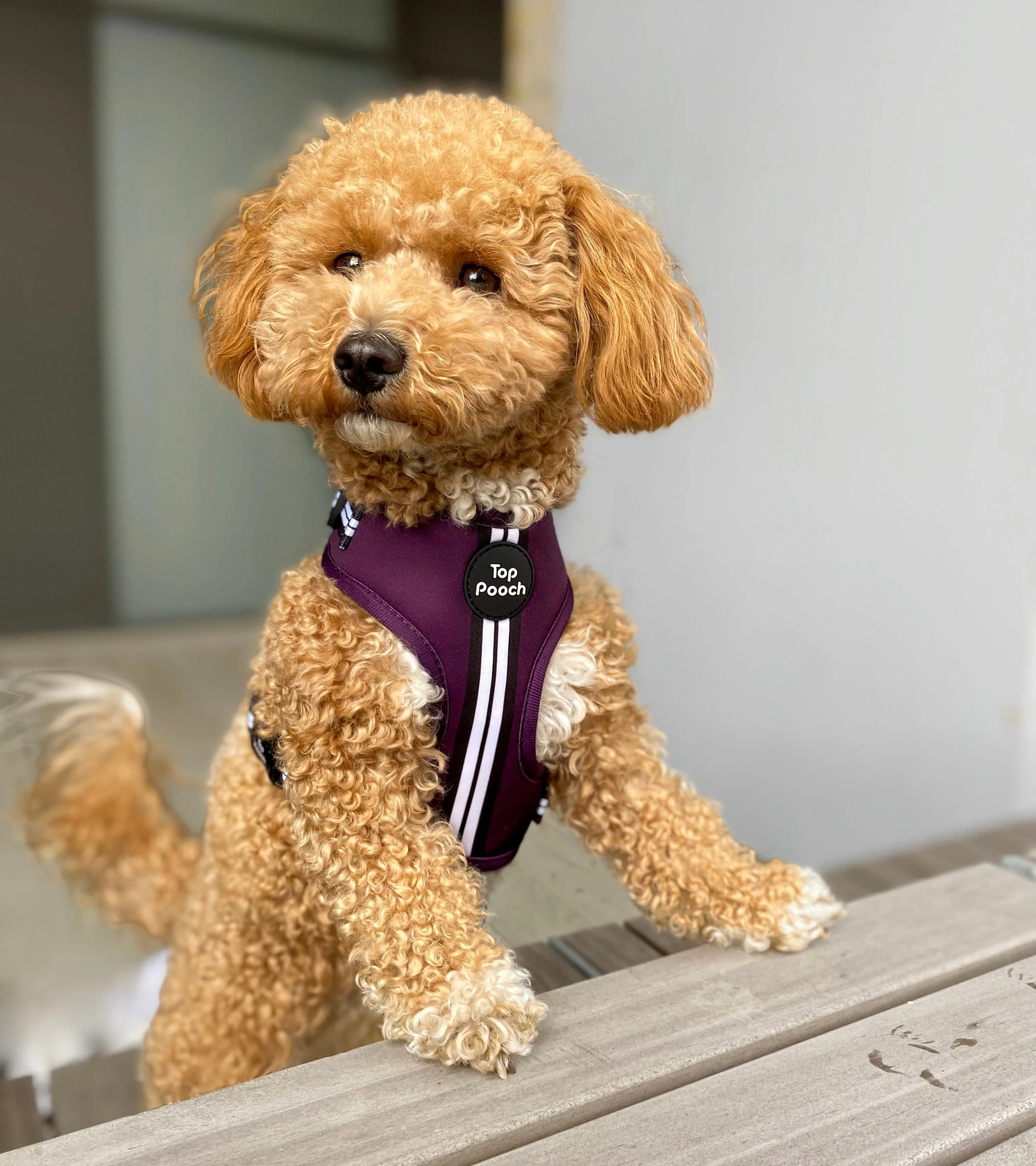 Retro Stripe Dog Harness - Aubergine