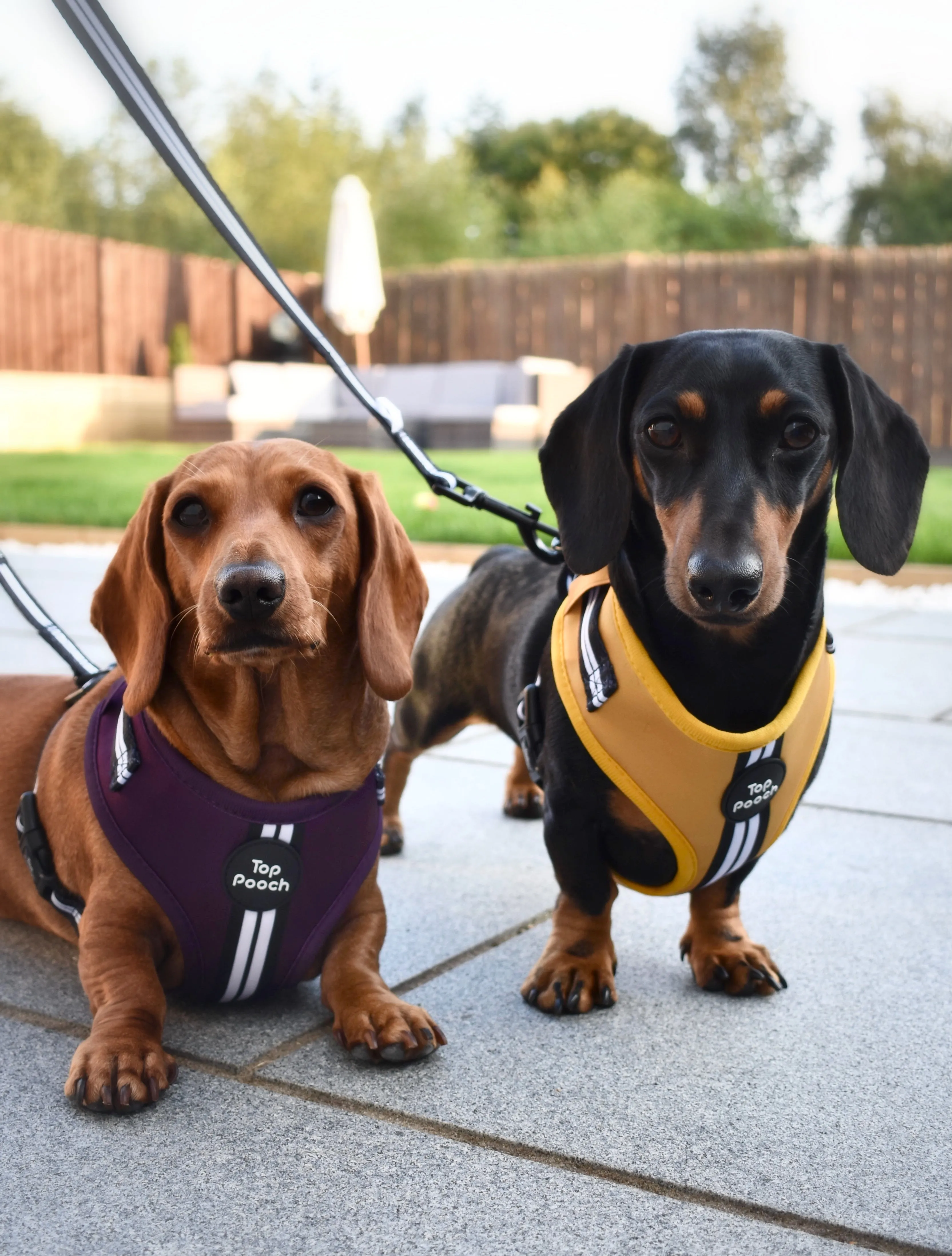 Retro Stripe Dog Harness - Aubergine