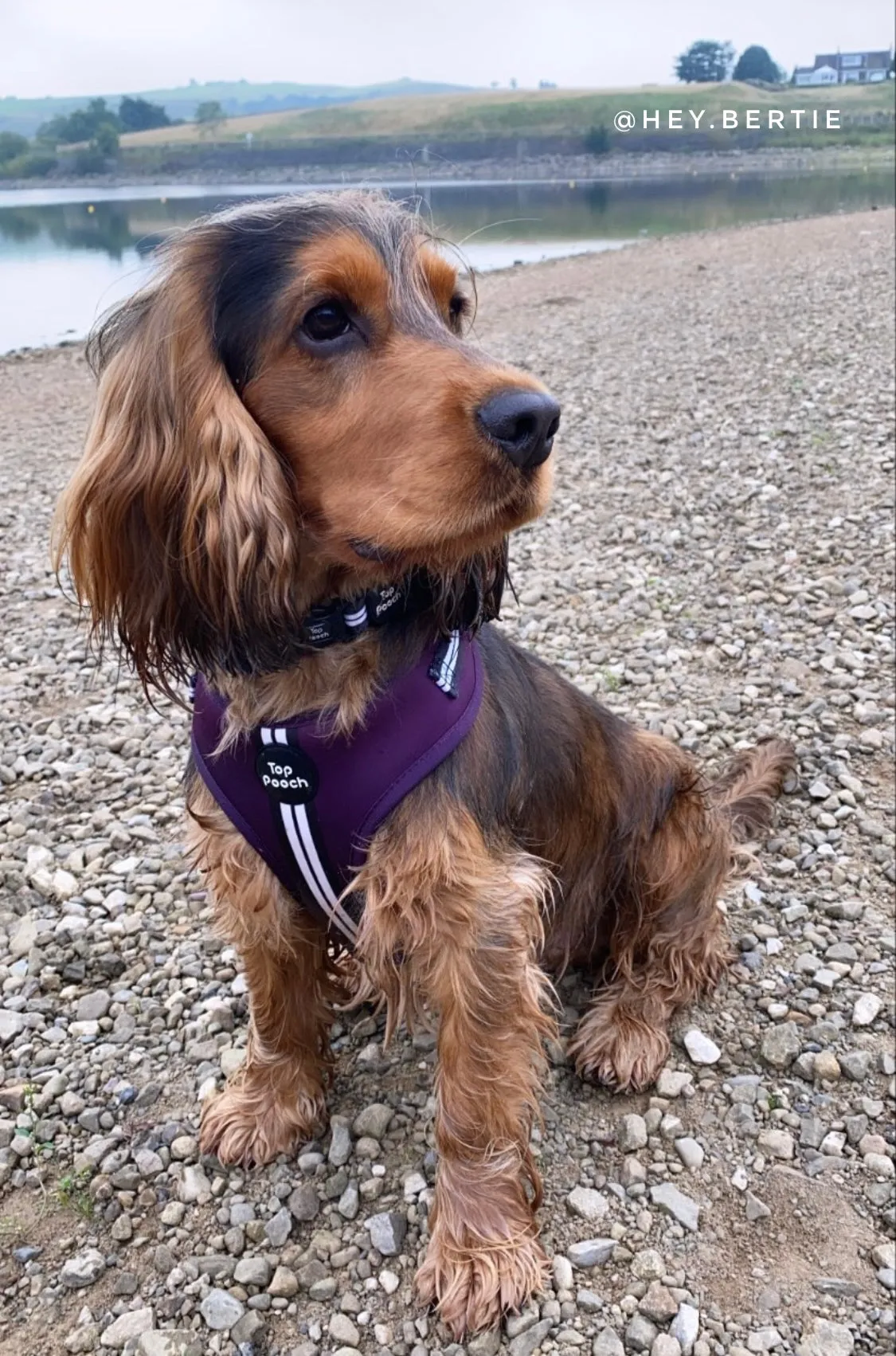 Retro Stripe Dog Harness - Aubergine