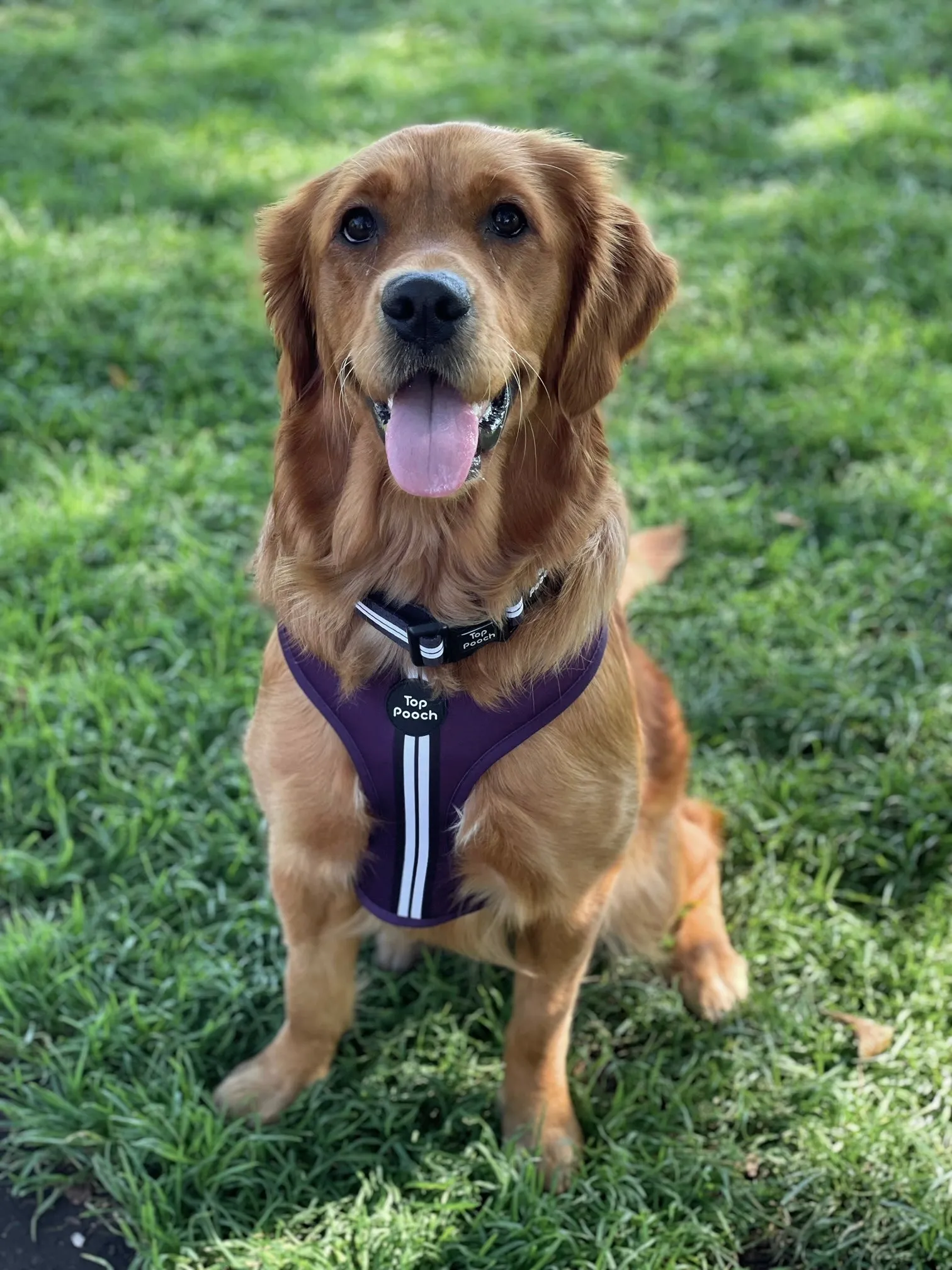 Retro Stripe Dog Harness - Aubergine