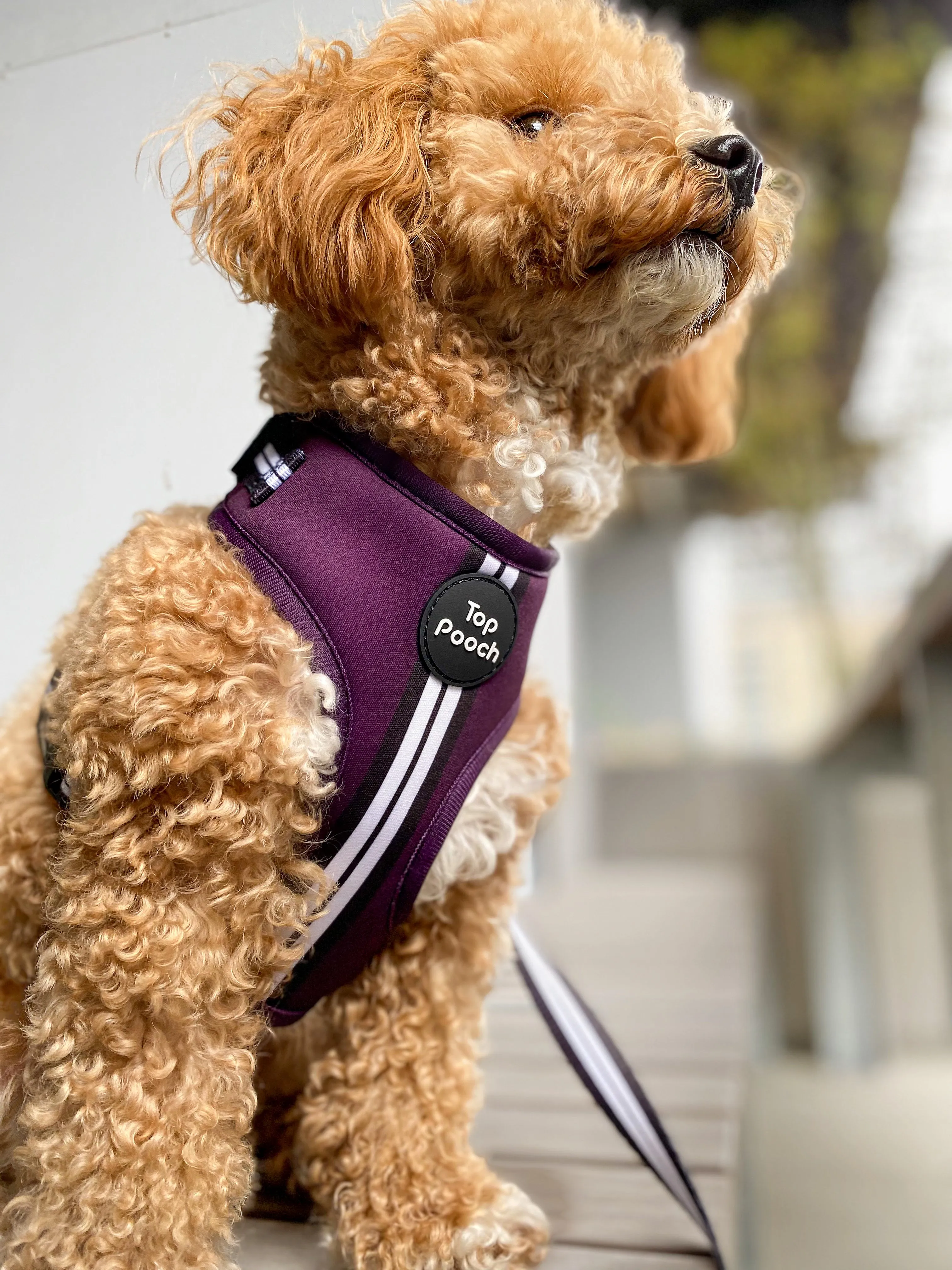Retro Stripe Dog Harness - Aubergine