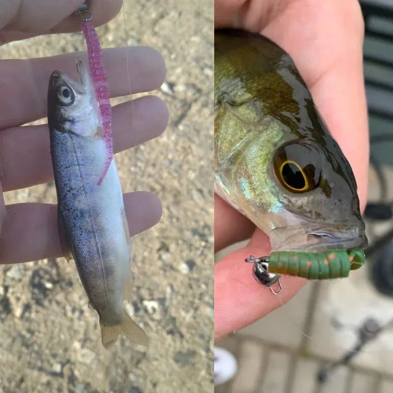 Small soft plastic jerk bait Lures Sinking awesome action best price quality